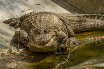 A large Crocodile basking in the Indian sunshine
