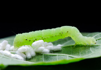 Fototapeta premium Marco Worm And Eggs On Green Leaf