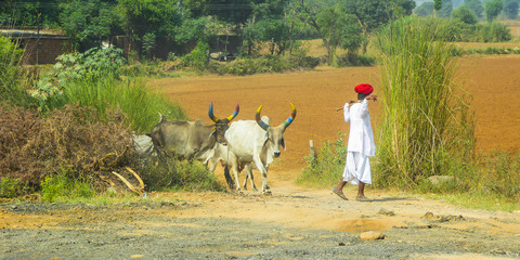 Indian shepherd on the way from Jaipur to Delhi, India, Asia.