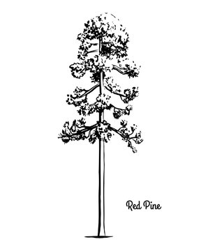 Vector sketch illustration. Black silhouette of Red or Norway pine, isolated on white background. Drawing of evergreen coniferous plant, Minnesota state tree.