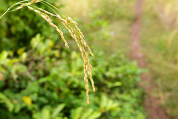 Close Up of Rice Grain on Its Stalk in a Paddy Field
