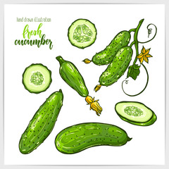 Colorful set of juicy and tasty cucumbers , whole and sliced, with leaves. Hand drawn illustration with hand lettering headline.