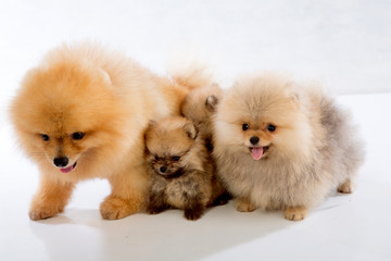 pomeranian dog on white background