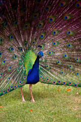 Obraz premium Portrait of a peacock with a loose tail.