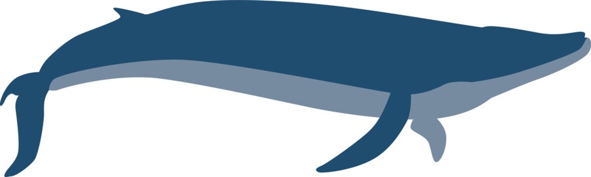 Blue Whale Vector Silhouette