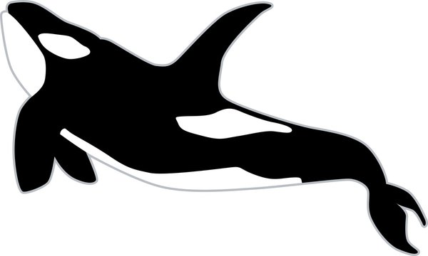 Orca vector illustration