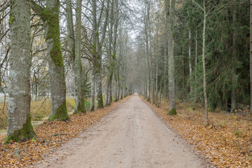 The dirt road in the autumn wood. Latvia.