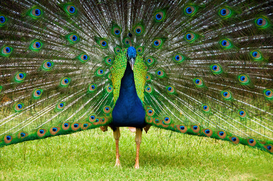 Fototapeta Portrait of a peacock with a loose tail.