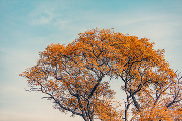 autumn tree background 