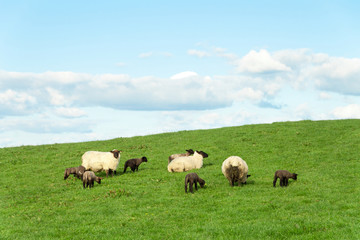 Obraz na płótnie Canvas Idyllic meadow with dandelion and irish cows