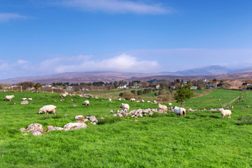 Fototapeta na wymiar Sheep and rams in mountains - Ireland