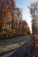 Fototapeta premium waldweg