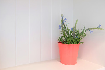 Small blue flower and green leaves in the light red color flowerpot at the corner of the shelf with white background