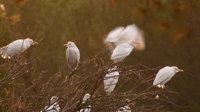 Garcillas bueyeras en el PN de Do&ntilde;ana (Spain)
