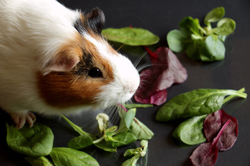cute guinea pig eating greens