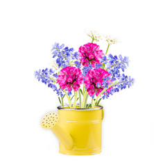 Spring flower, isolated on white background