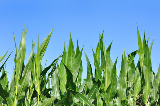 close on green leaves of maize in a field under blue sky