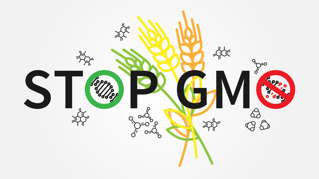 Stop gmo vector illustration. Creative concept with stop GMO slogan and wheat plants.