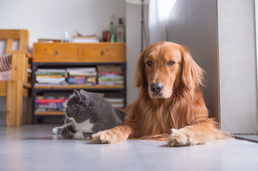 Golden retriever and British short cat