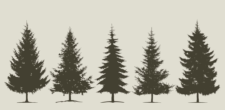 Christmas, coniferous tree silhouette