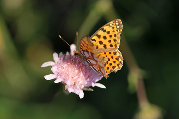 Butterfly on a flower