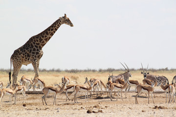 Giraffe am Wasserloch mit Oryx und Springböcken.Where: Etosha Nationalpark, Namibia.