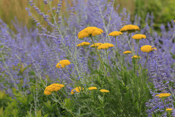 Schafgarbe, Achillea millefolium und blaue Raute, Perovskia abrotanoides © Aggi Schmid