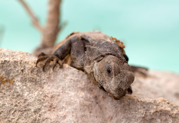 Wild iguana