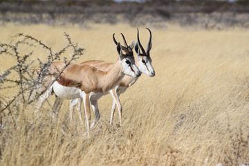 Naklejka na ściany i meble Springbock-Pärchen vor gelbem Savannengras.Where: bei Okaukuejo Camp, Etosha Nationalpark, Namibia.