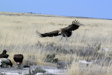 Weißrücken-Geier beim Landeanflug zur Gruppe von Geiern.Where: Etosha-Nationalpark, Namibia.