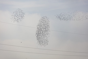 flock of birds in the sky 