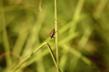 red and black striped bugs hanging on tall grass