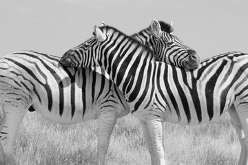 Schwarz weiss S/W zwei Zebras symmetrisch angeordnet beim gegenseitigem sozialen Putzen.Where:...