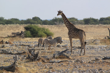 Giraffe mit Zebras am Nachmittag.Where: Okaukuejo-Camp, Etosha-Nationalpark, Namibia.