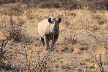 Spitzmaul-Nashorn äugt vorsichtig in Richtung Kamera.Where: bei Dolomite Camp, Etosha-Nationalpark.