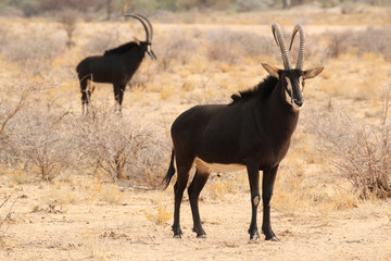 Naklejka na ściany i meble Rappen-Antilope im Vordergrund und Rappenantilope versetzt im Hintergrund.Where: Farm Immenhof bei Kalkfeld, Namibia