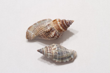 caracolas