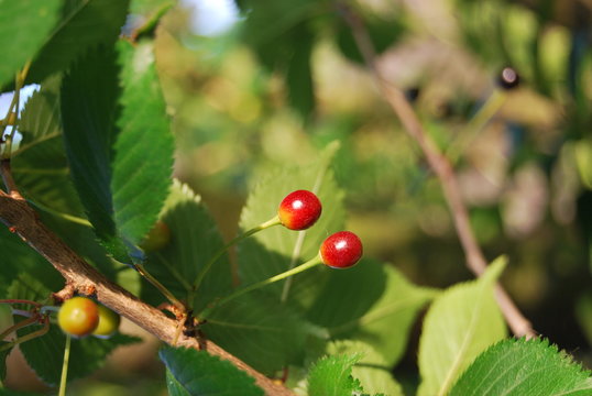 Vogelkirsche, Wildkirsche (Prunus avium) - unreife Fr&uuml;chte im Sonnenlicht 