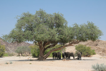 Wüstenelefanten im Schatten eines riesigen Ana-Baums.Where: Huanib-Tal bei Sesfontein, Namibia.