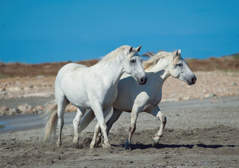 two white camargue horses running on the beach