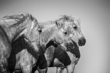 camargue horses monochrome portrait