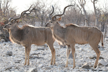 Zwei gesaffelt von der Seite fotografierte Kudu-Böcke 