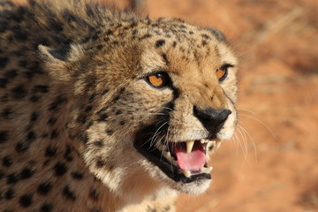 Portrait eines Geparden, der angriffslustig die Zähne zeigt.