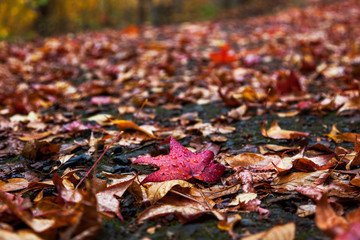 Autumn leaves on a path