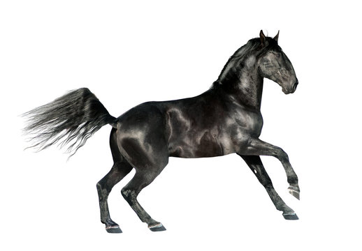 black kladruber stallion isolated on white background