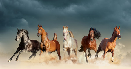 five horses run free in the desert