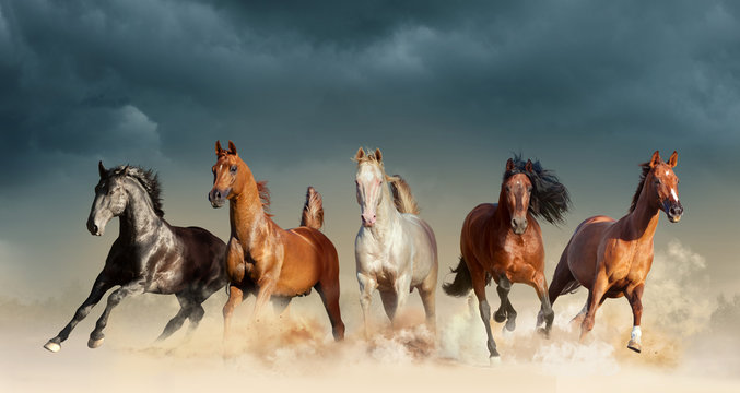 Five Horses Run Free In The Desert