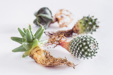 various cactuses with bare roots before planting on a white background side view