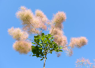 スモークツリー