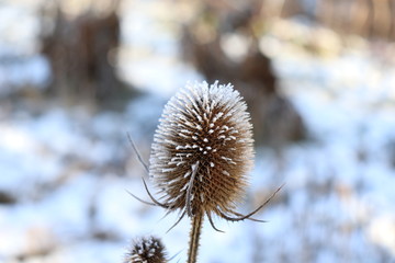 Close up of Teasel Dipsacus in winter. Teasel is a genus of flowering plant in the family Caprifoliaceae. Teasel is also considered an invasive species in the United States.Healthy plant.